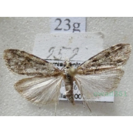 Eudonia lacustrata (Panzer, 1804) Mietliczka rokietnica Czech23g